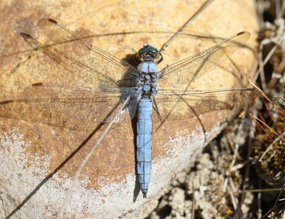Orthétrum brun (L') Orthetrum brunneum (Boyer de Fonscolombe, 1837)