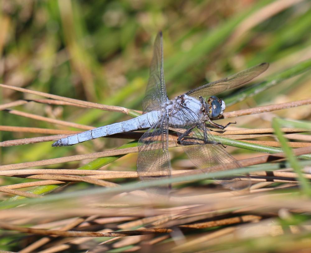 Orthétrum brun (L') Orthetrum brunneum (Boyer de Fonscolombe, 1837)