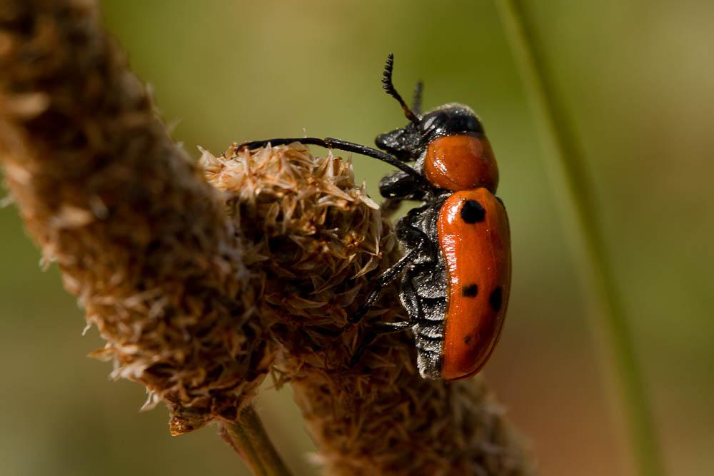 Antipe à six tâches Tituboea sexmaculata (Fabricius, 1781)