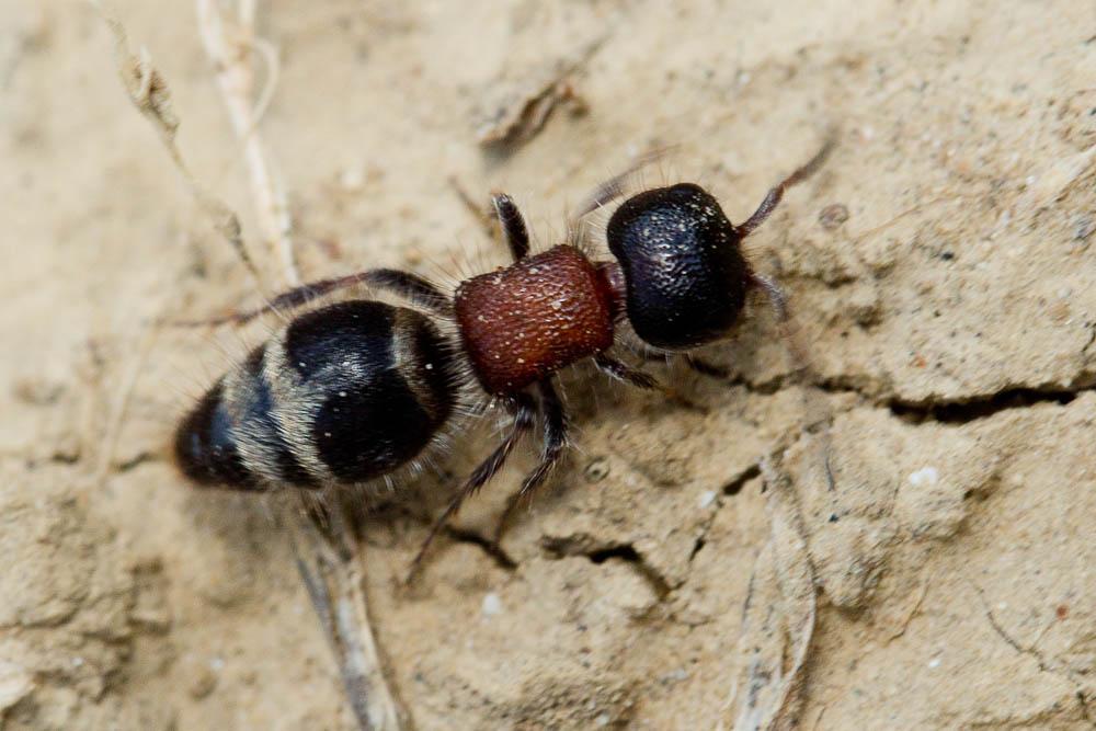Myrmilla Wesmael, 1852