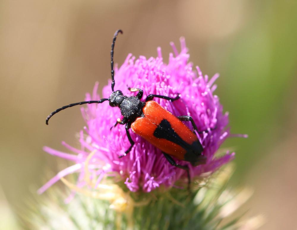 Stictoleptura cordigera (Fuessly, 1775)