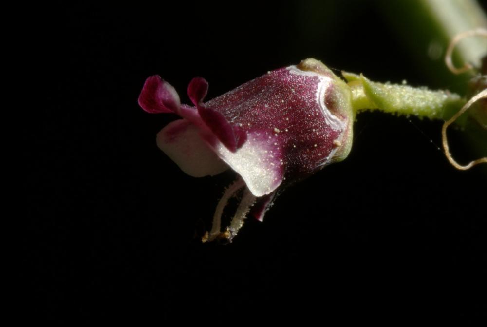  Scrophularia L., 1753