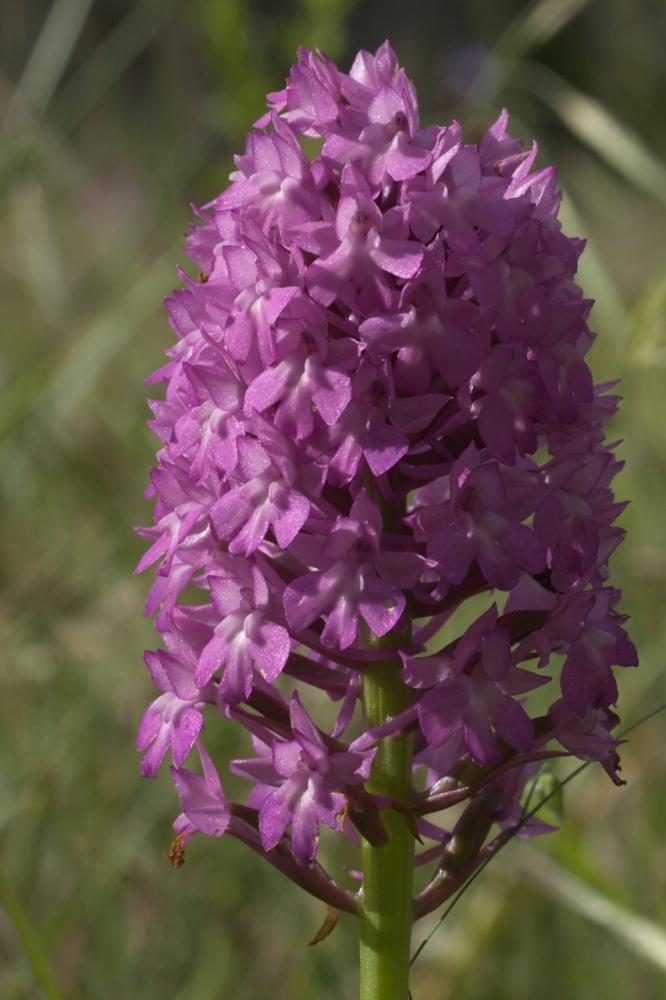 Orchis pyramidal, Anacamptis en pyramide Anacamptis pyramidalis (L.) Rich., 1817