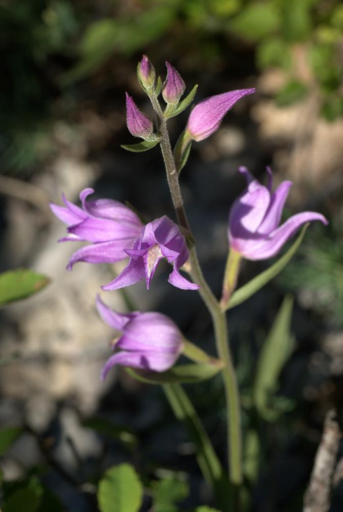 Céphalanthère rouge, Elléborine rouge Cephalanthera rubra (L.) Rich., 1817