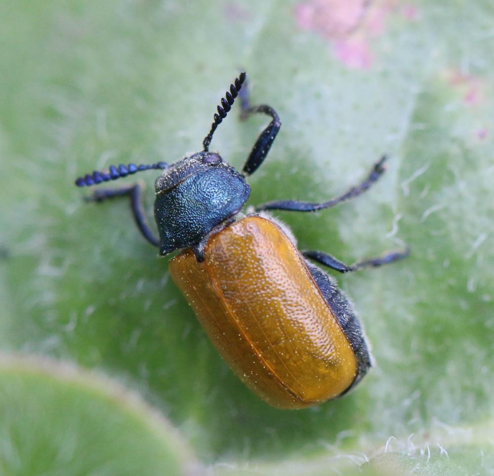 Labidostomis taxicornis (Fabricius, 1792)