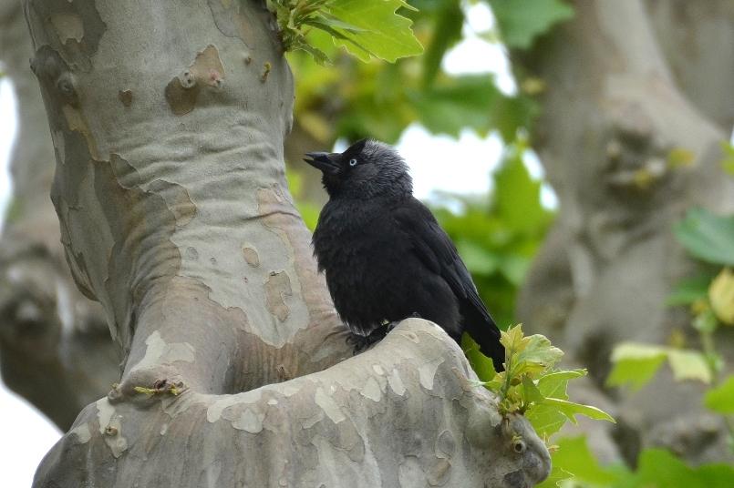 Le Choucas des tours Corvus monedula Linnaeus, 1758