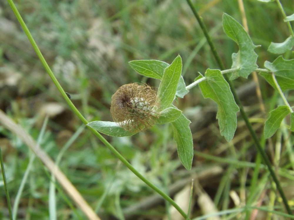 Centaurée pectinée Centaurea pectinata L., 1763