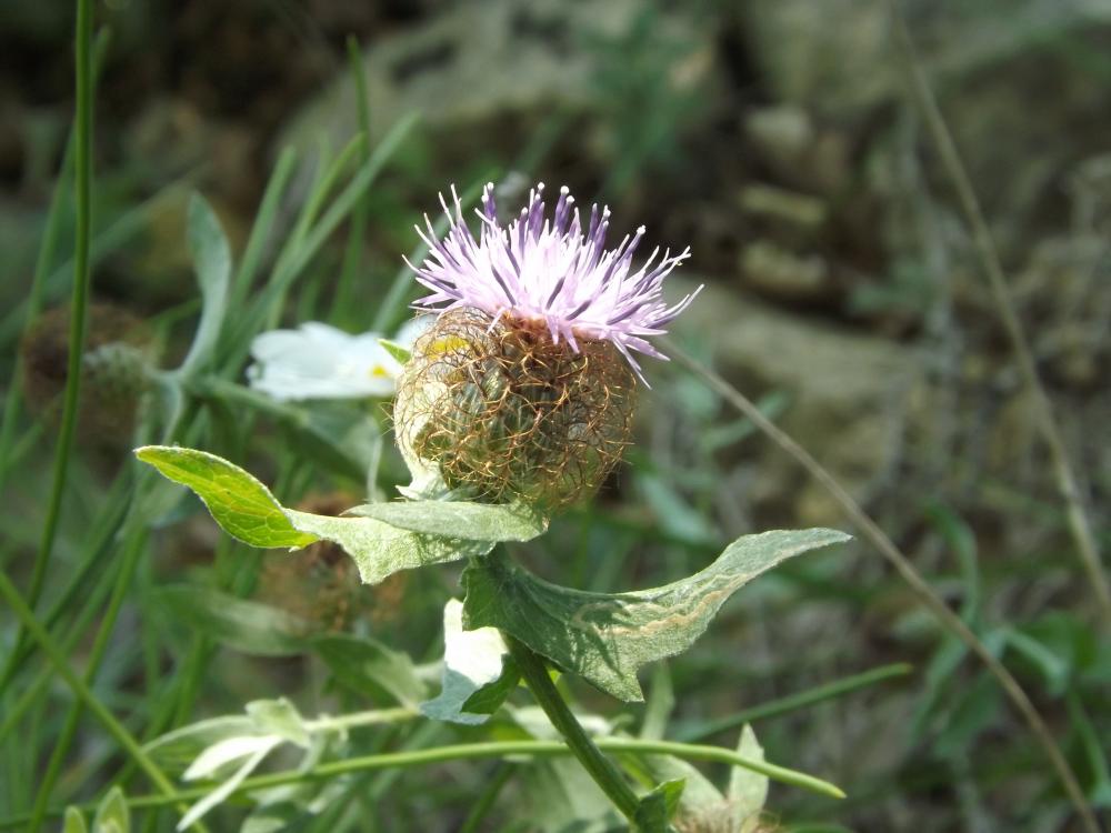 Centaurée pectinée Centaurea pectinata L., 1763