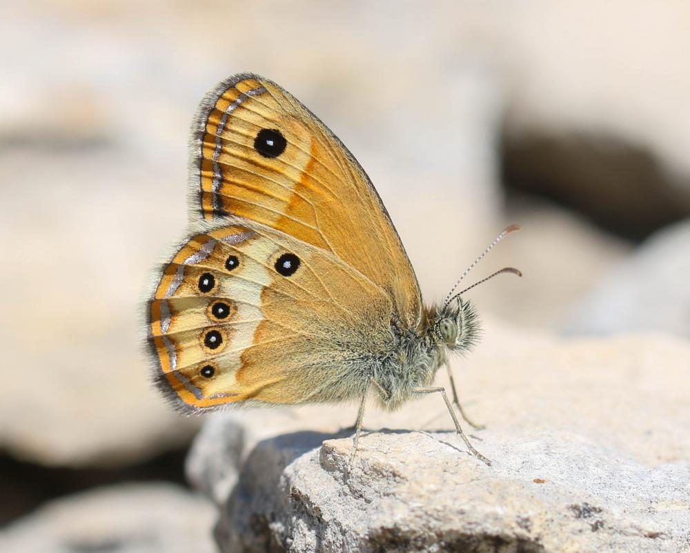 Fadet des garrigues (Le), Palémon (Le), Doré (Le) Coenonympha dorus (Esper, 1782)