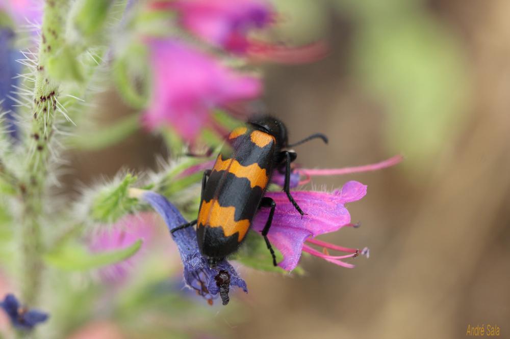 Mylabre variable Mylabris variabilis (Pallas, 1781)