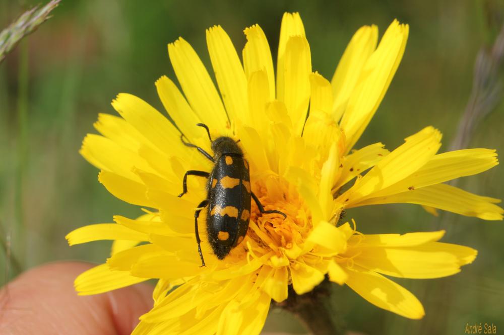 Hycleus polymorphus (Pallas, 1771)