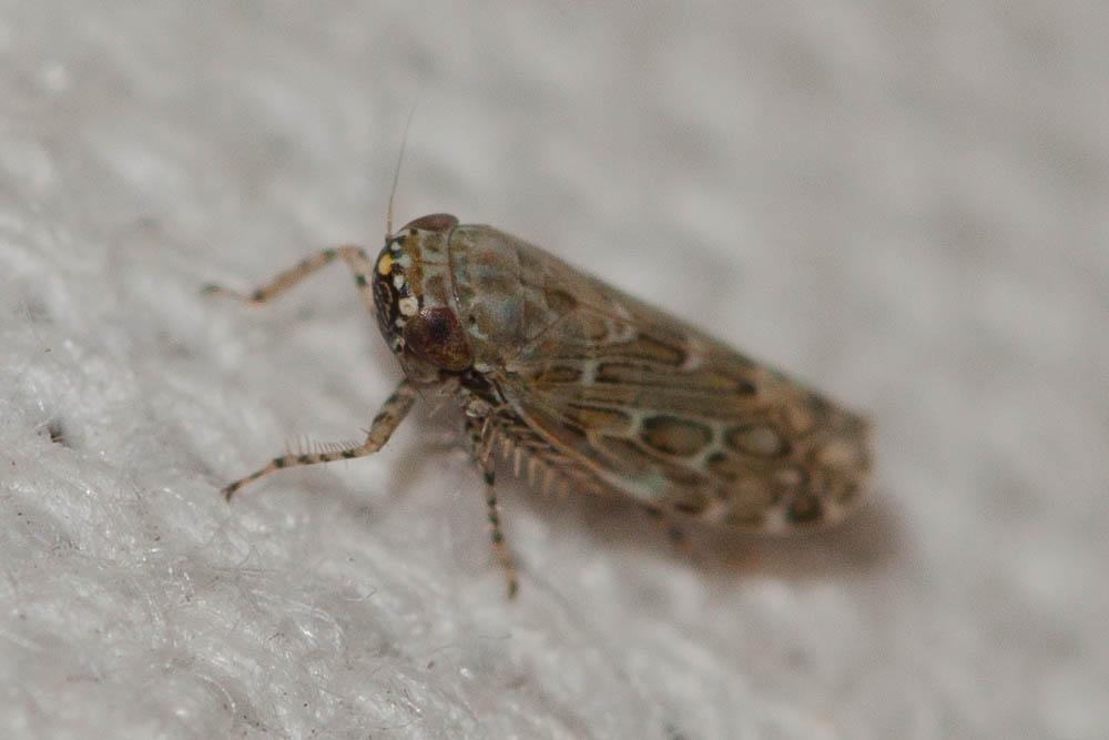 Recilia schmidtgeni (Wagner, 1939)