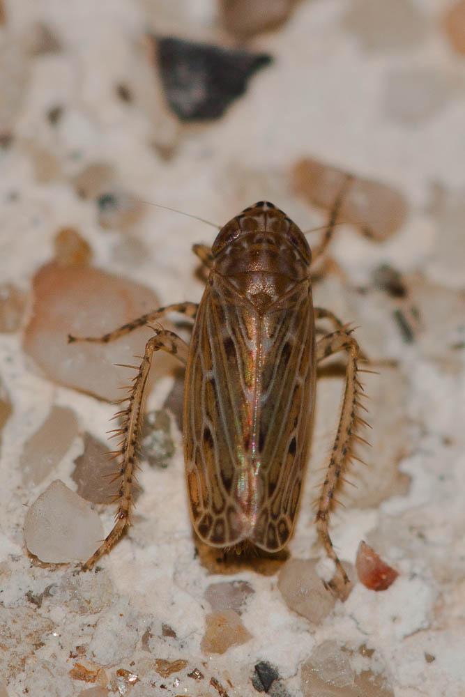 Recilia schmidtgeni (Wagner, 1939)