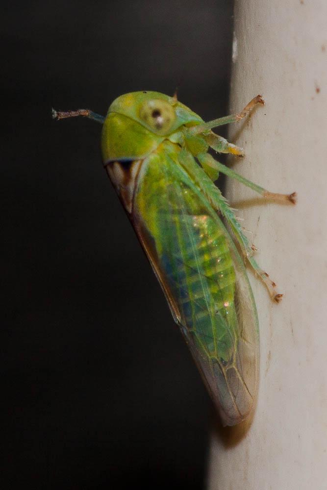  Viridicerus ustulatus (Mulsant & Rey, 1855)