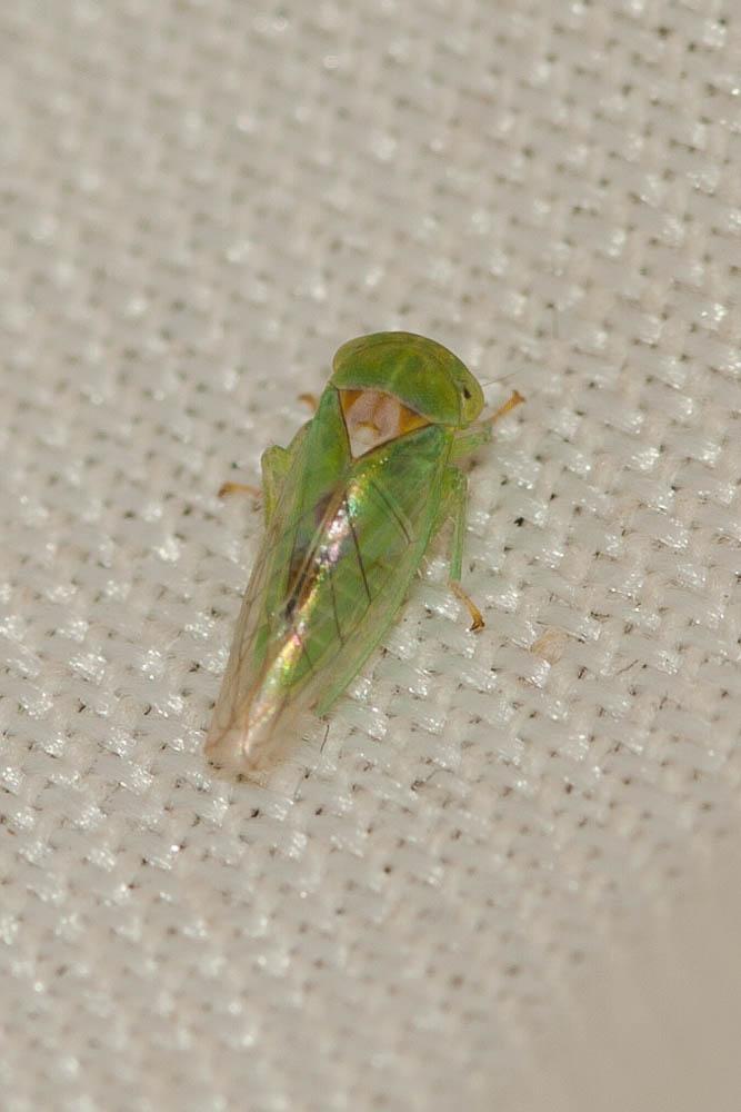 Viridicerus ustulatus (Mulsant & Rey, 1855)