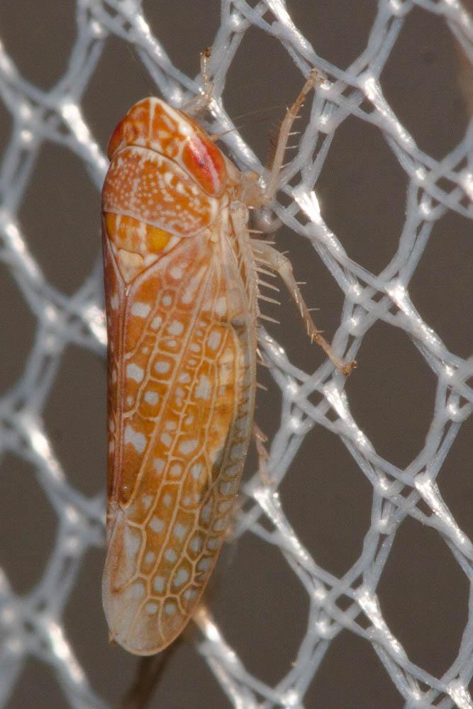 Platymetopius guttatus Fieber, 1869