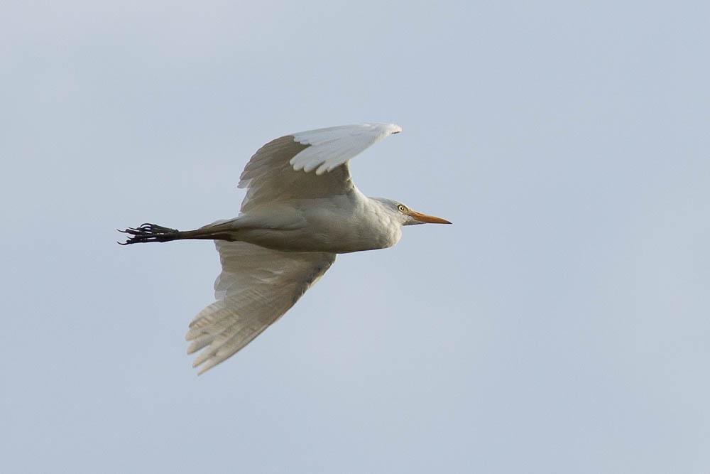 Héron garde-boeufs Bubulcus ibis (Linnaeus, 1758)