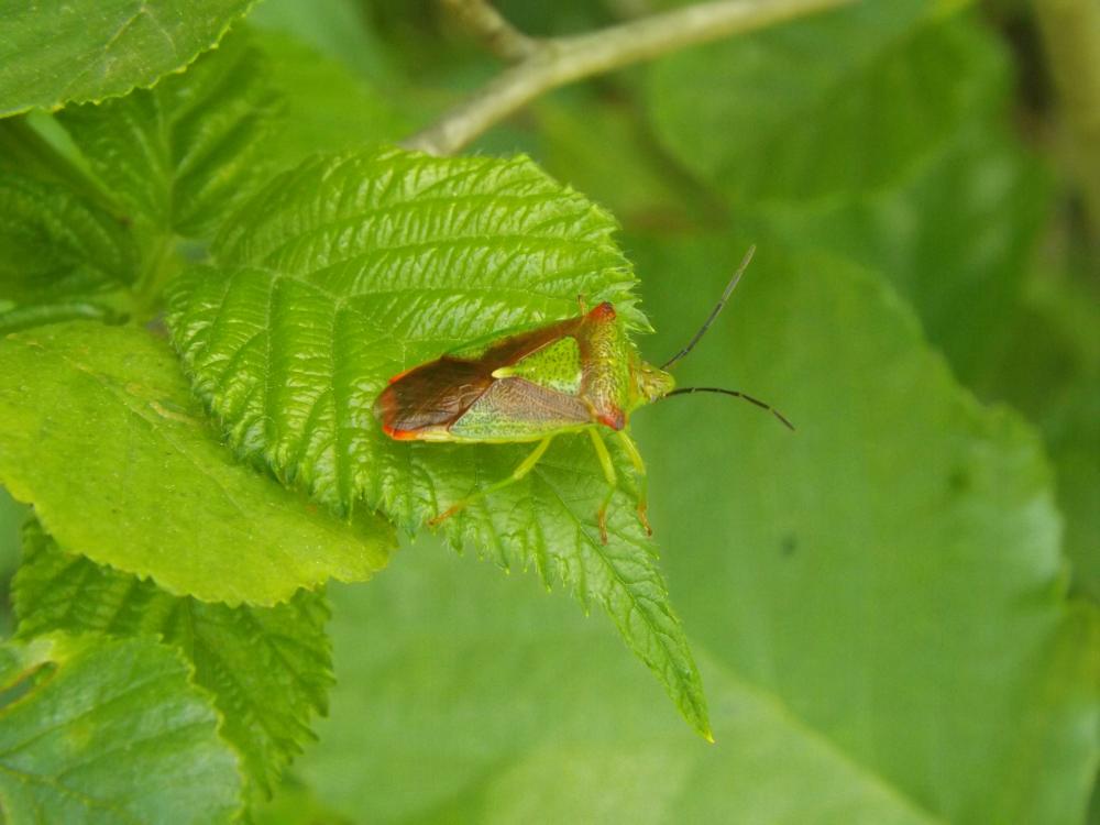 Punaise de l'aubépine, Punaise ensanglantée Acanthosoma haemorrhoidale (Linnaeus, 1758)