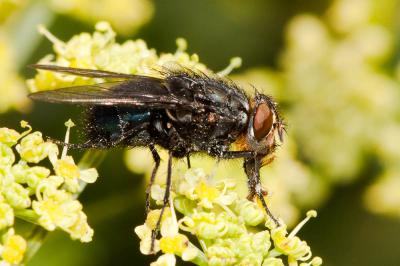 Mouche bleue Calliphora vomitoria (Linnaeus, 1758)