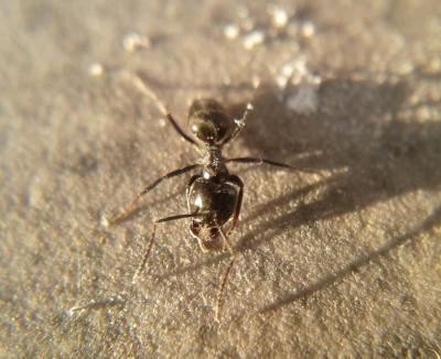  Tapinoma nigerrimum (Nylander, 1856)