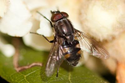  Stomorhina lunata (Fabricius, 1805)