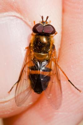  Epistrophe eligans (Harris, 1780)