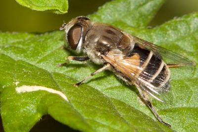  Eristalis arbustorum (Linnaeus, 1758)