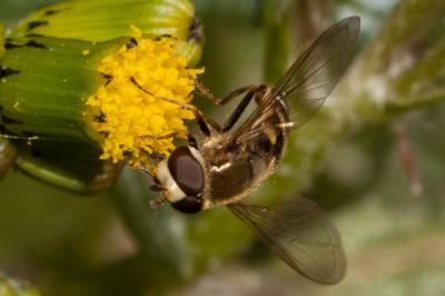  Eupeodes corollae (Fabricius, 1794)