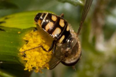  Eupeodes corollae (Fabricius, 1794)