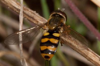  Eupeodes latifasciatus (Macquart, 1829)