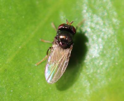  Mosillus subsultans (Fabricius, 1794)