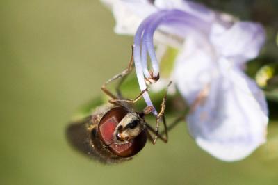  Meliscaeva auricollis (Meigen, 1822)
