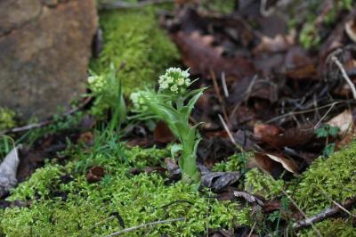 Pétasite blanc Petasites albus (L.) Gaertn., 1791