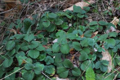 Potentille à petites fleurs Potentilla micrantha Ramond ex DC., 1805