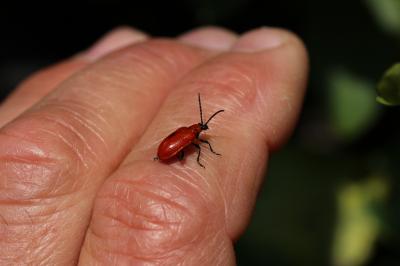 Criocère du Lys Lilioceris lilii (Scopoli, 1763)
