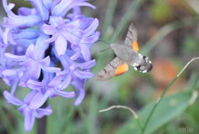 Moro-Sphinx (Le), Sphinx du Caille-Lait (Le) Macroglossum stellatarum (Linnaeus, 1758)