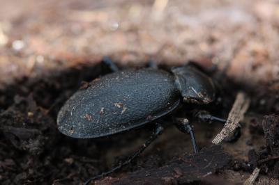 Carabe chagriné Carabus coriaceus Linnaeus, 1758