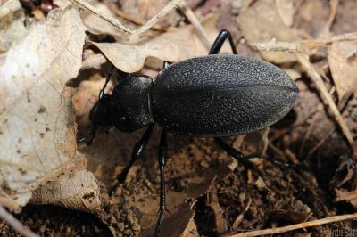 Carabe chagriné Carabus coriaceus Linnaeus, 1758