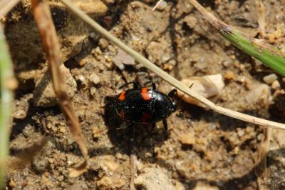  Scaphidium quadrimaculatum Olivier, 1790