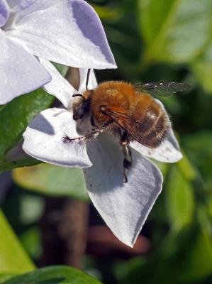 Anthophore commune, Anthophore plumeuse, Anthophor Anthophora plumipes (Pallas, 1772)