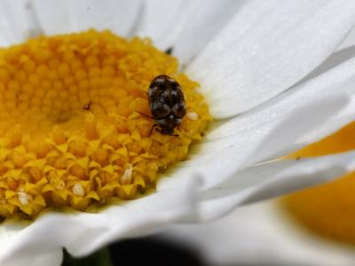 Anthrène des tapis, Anthrène bigarré des tapis, An Anthrenus verbasci (Linnaeus, 1767)