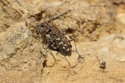  Lophyra flexuosa (Fabricius, 1787)