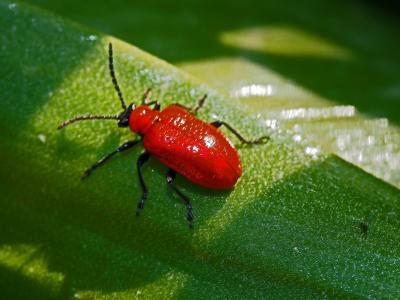 Criocère du Lys Lilioceris lilii (Scopoli, 1763)