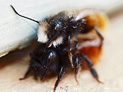  Osmia cornuta (Latreille, 1805)