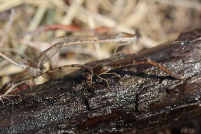 Leste brun Sympecma fusca (Vander Linden, 1820)