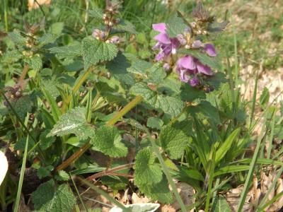 Lamier maculé, Lamier à feuilles panachées Lamium maculatum (L.) L., 1763