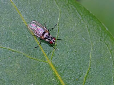 Anthomyia Meigen, 1803