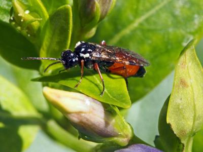  Aglaostigma aucupariae (Klug, 1817)