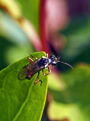  Aglaostigma aucupariae (Klug, 1817)