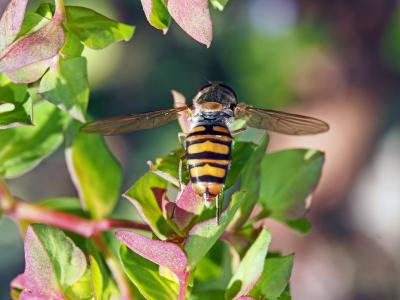  Episyrphus balteatus (De Geer, 1776)